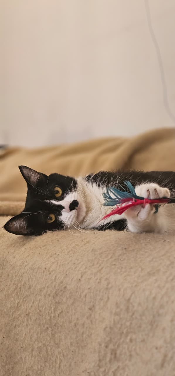 Gata
